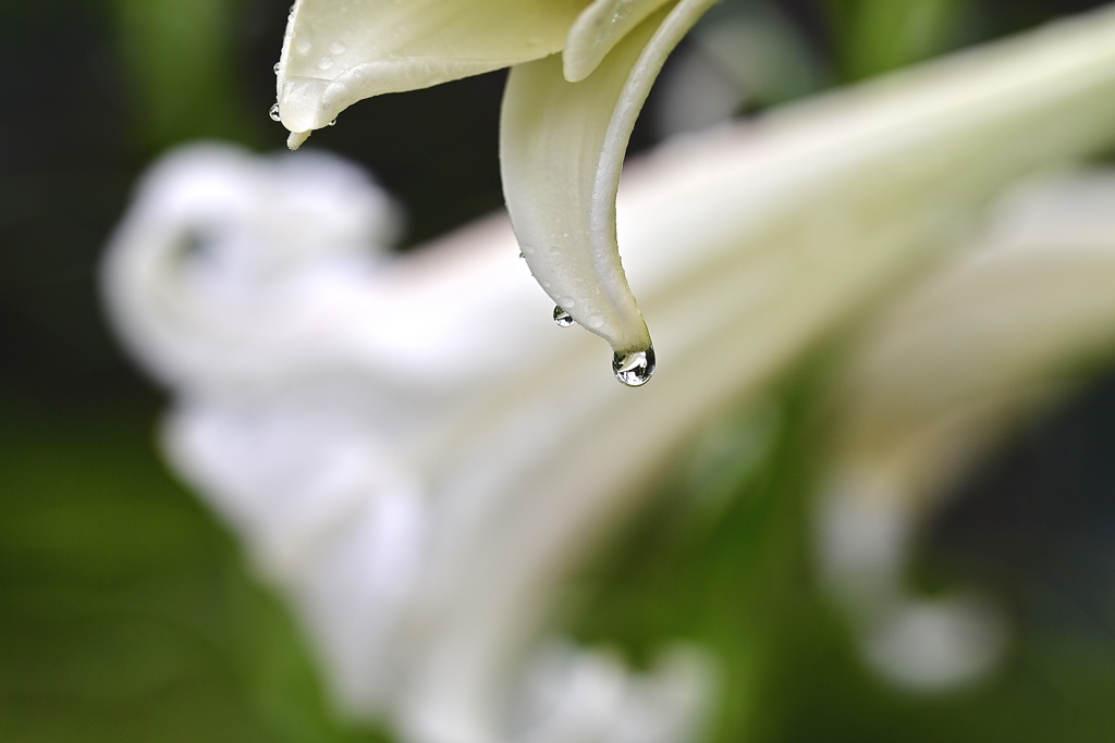 雨上がりの雫