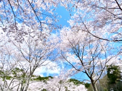 桜・桜・桜