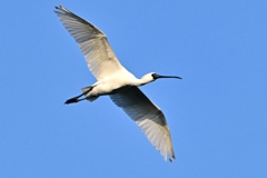 クロツラヘラサギの飛翔