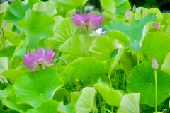 競い咲