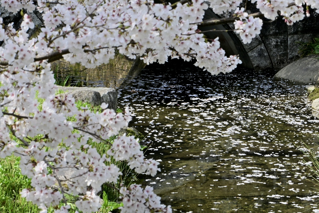 花筏流れる小川