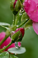 雨上がりの雫模様