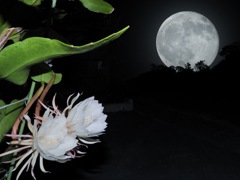 月下に咲く花
