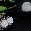 月下に咲く花