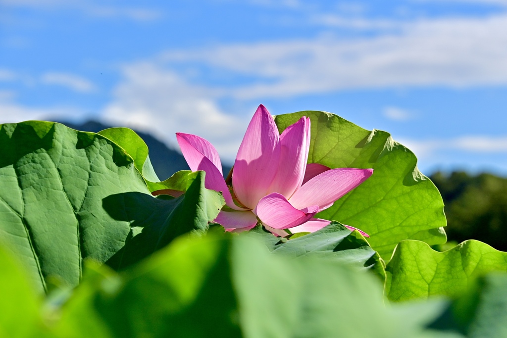 最後の花