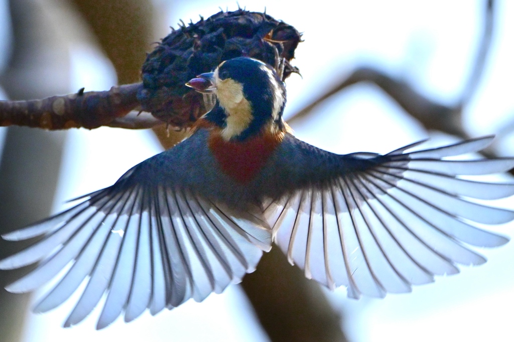 ヤマガラのお食事