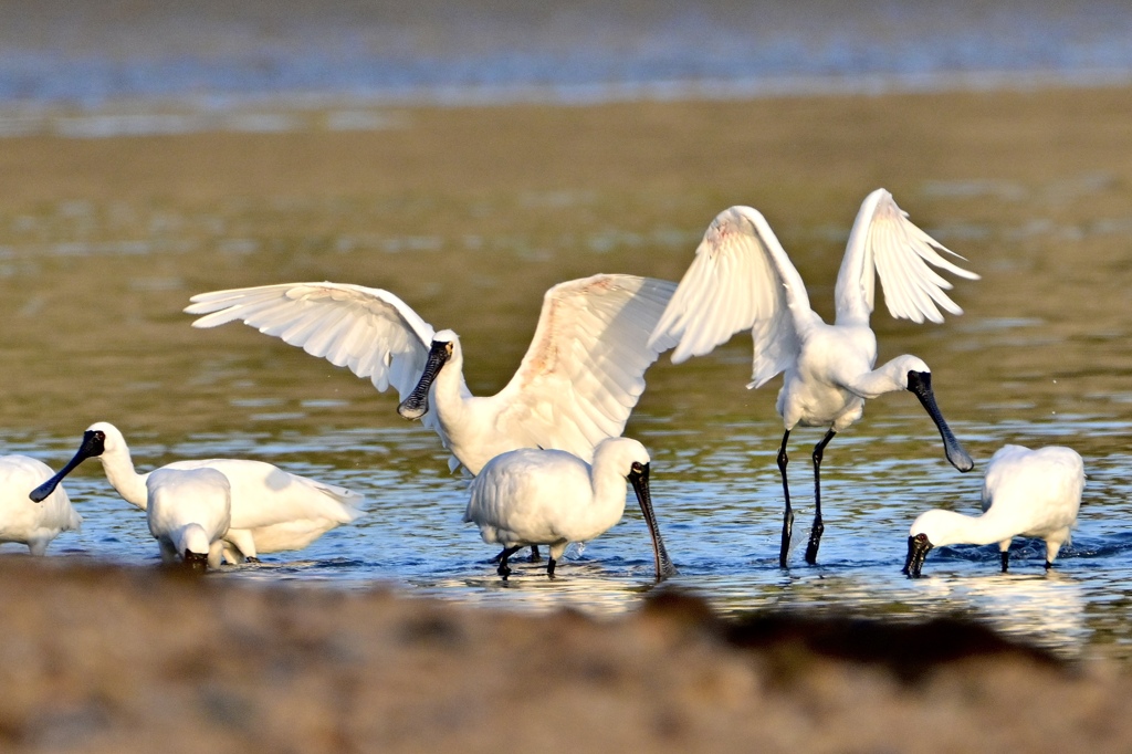 お食事中のサギさん達