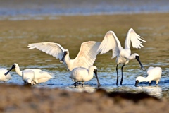 お食事中のサギさん達