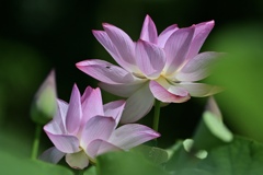 美しく咲く花