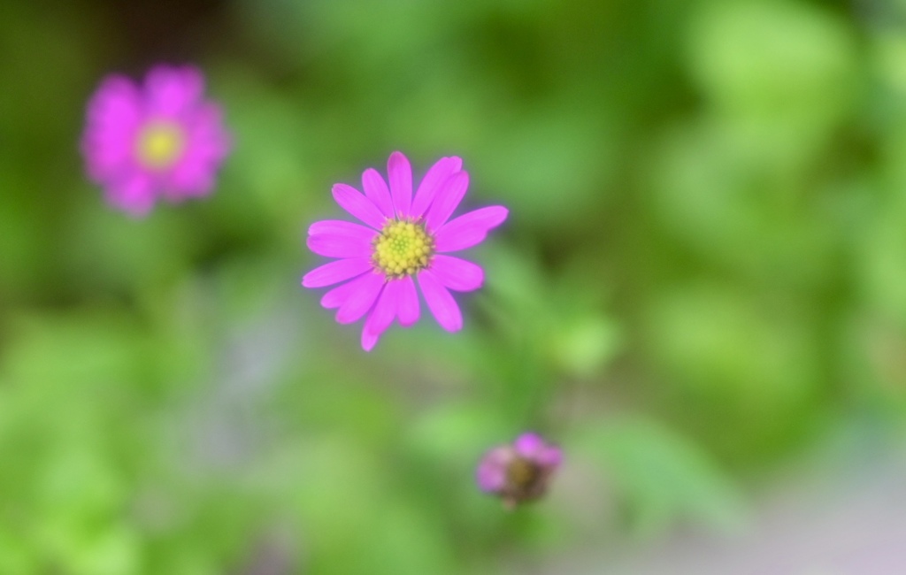 終わりを迎える小花