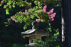 神社に咲く百日紅