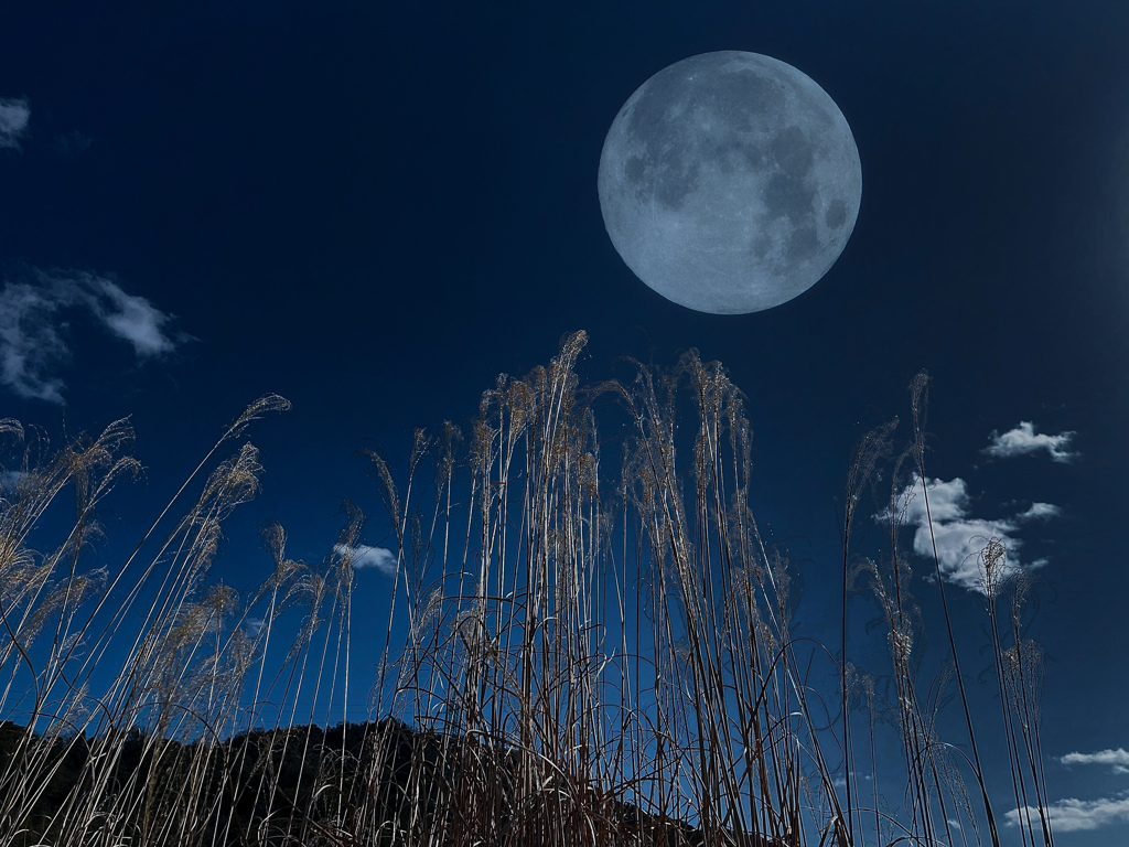 満月と枯れススキ