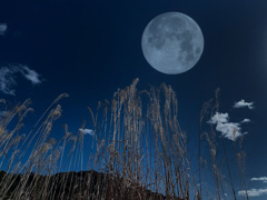 満月と枯れススキ