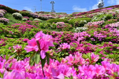 大平山ツツジ