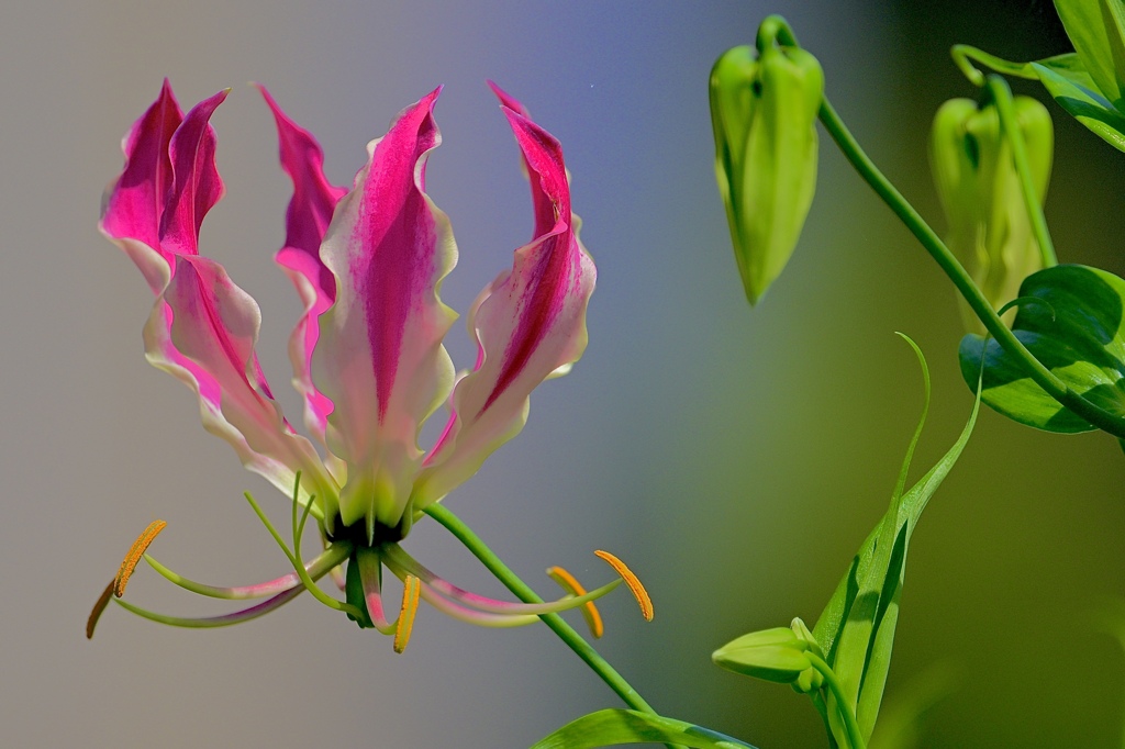 燃える花‼︎