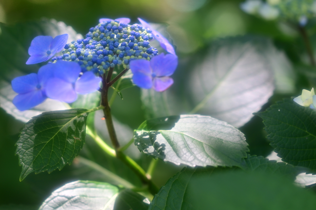 陽当たりの良い紫陽花