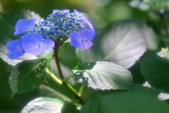 陽当たりの良い紫陽花