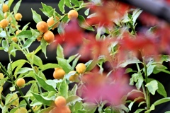 キンカン熟れる頃