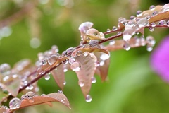 雨上がりの若葉2