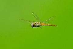緑を飛ぶトンボ