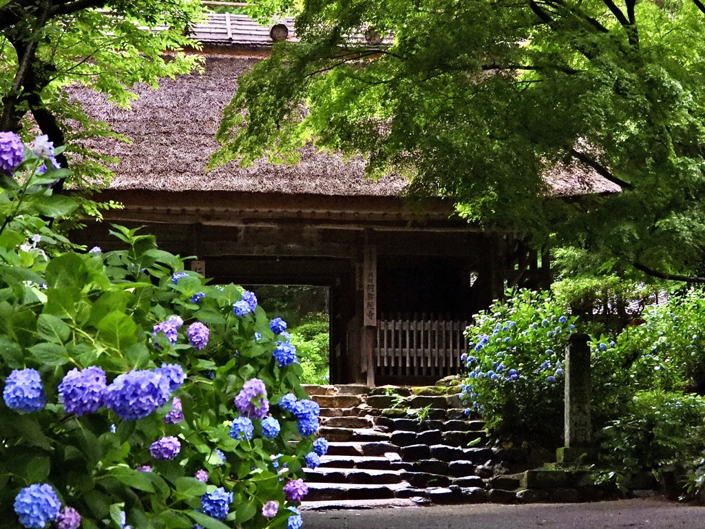 西の紫陽花寺