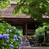 西の紫陽花寺