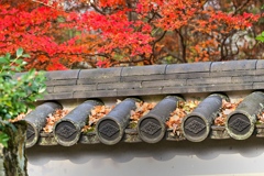 ドウダンツツジ映える寺