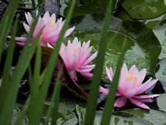 雨に咲く花
