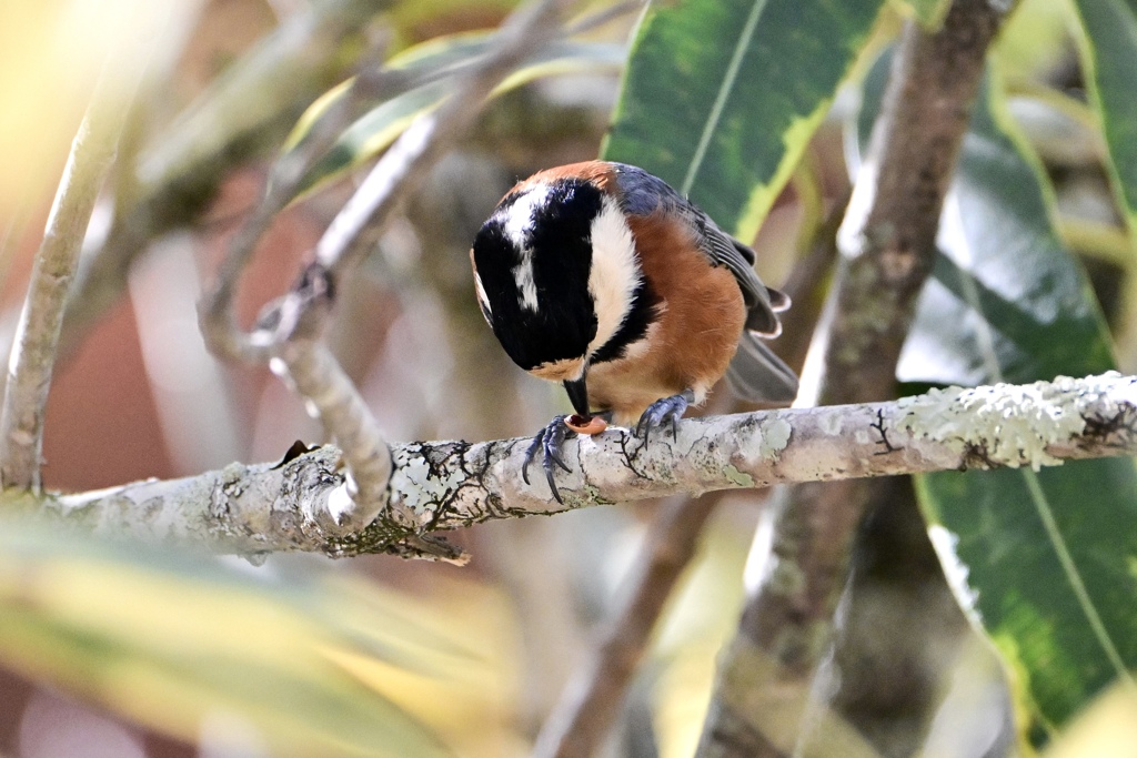 お食事中のヤマガラさん
