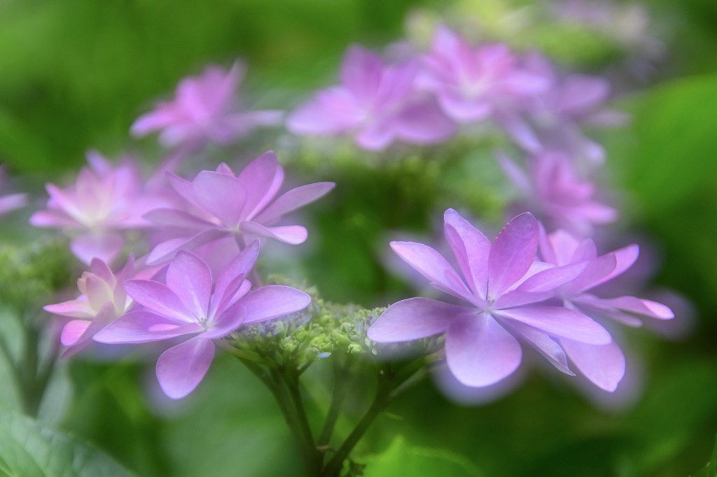 まろやかな花