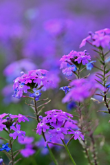 花壇に咲く花
