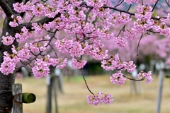 河津桜咲きました〜＾＾