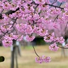 河津桜咲きました〜＾＾