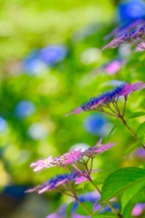 整列する紫陽花
