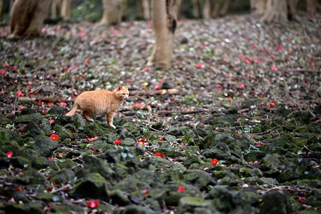 ツバキ林と猫