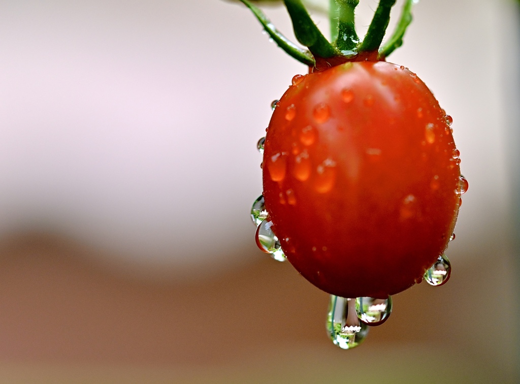 雨の中に映えるミニトマト