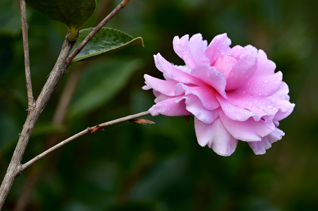 一輪の花