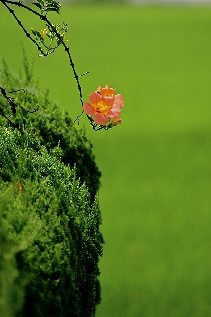 一輪の花