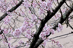 桜咲きました＾＾