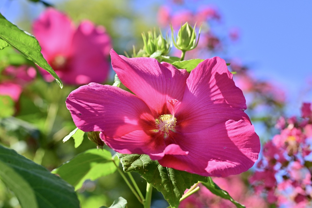 燃える花