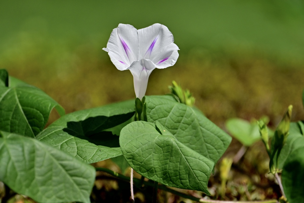 一輪の花