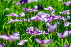 菖蒲仲間たち