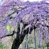 樹齢180年の枝垂れ桜
