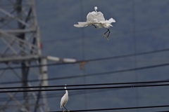 電線上の決闘④