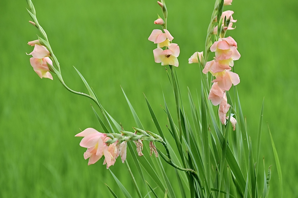野に咲く花