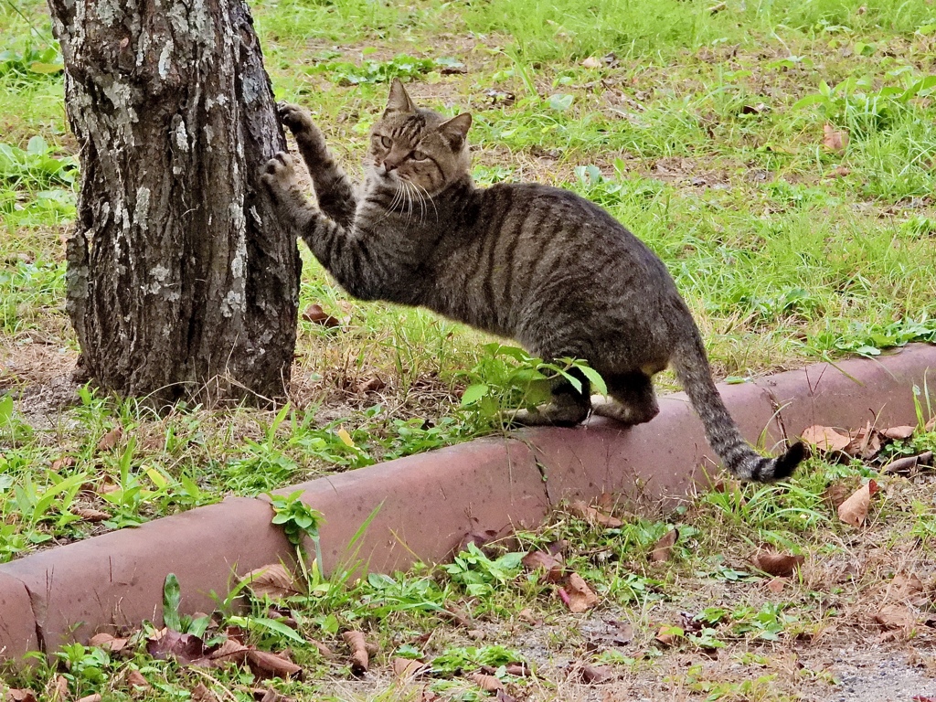 爪研いでるんだけど何か？