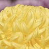 輝き放つ菊の花
