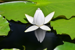 爽やかに咲く花