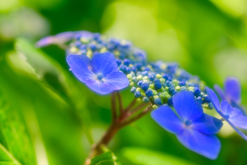 際立つ紫陽花