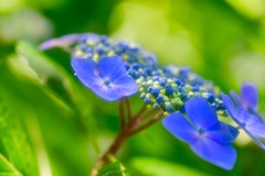 際立つ紫陽花
